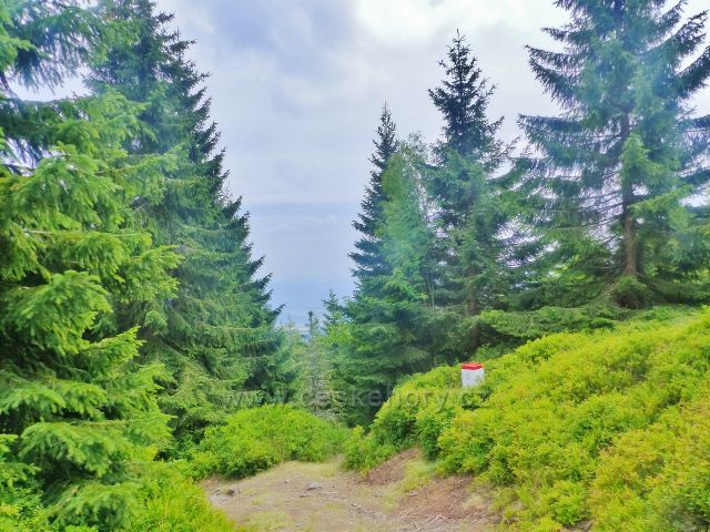 Malá Úpa - Stezka po zelené TZ dosáhla ploché vrcholové partie Lysešinské hory.Kralují zde rozsáhlé porosty borůvčí obsypaného plody.