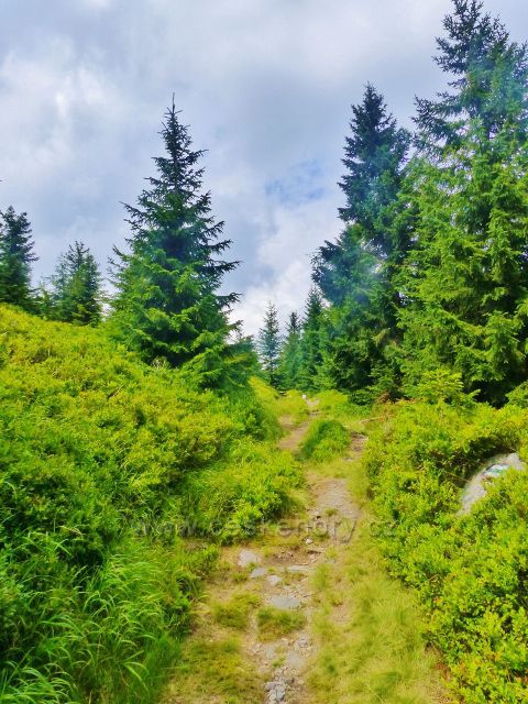 Malá Úpa - turistická stezka po vrcholové části Lysečinské hory - po Pomezním hřebenu