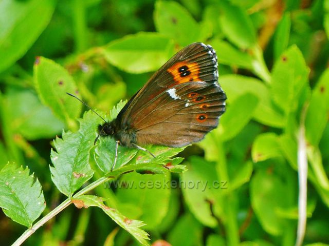 Malá Úpa - motýl okáč u stezky na Pomezním hřebenu