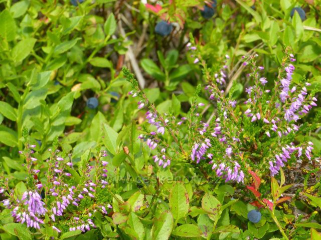 Malá Úpa - místy u stezky po Pomezním hřbetu prorůstají borůvčím keříky vřesu