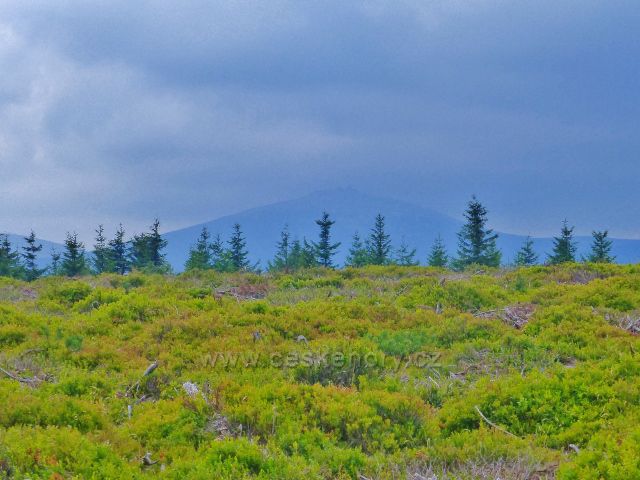 Malá Úpa - vykácením kosodřeviny na vrcholu Lysečinské hory se dočasně otevřel výhled na Sněžku