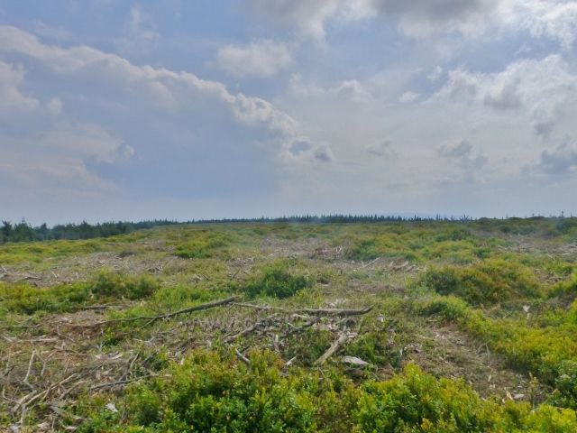 Malá Úpa - holina po kosodřevině na Pomezním hřbetu