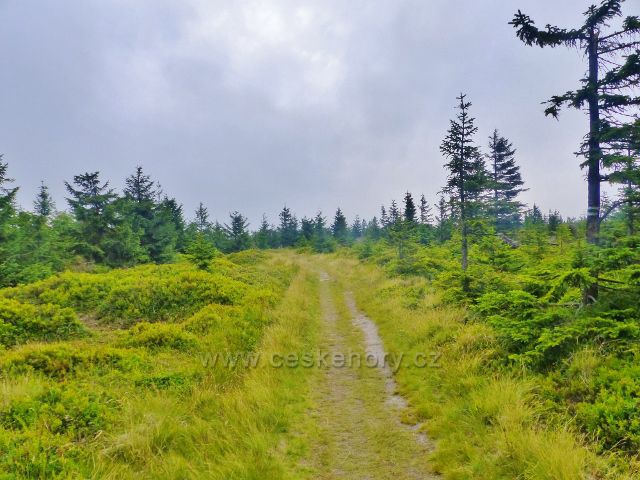 Malá Úpa - podrost borůvky u sestupové cesty z Pomezního hřbetu k Pomezním boudám