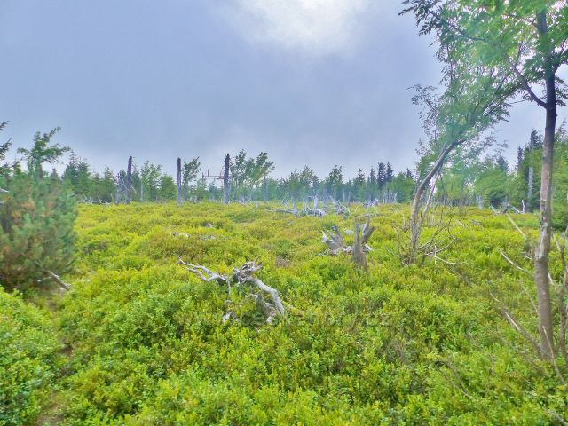 Malá Úpa - podrost borůvčí nad lanovkou ski areálu "U Kostela" v Malé Úpě