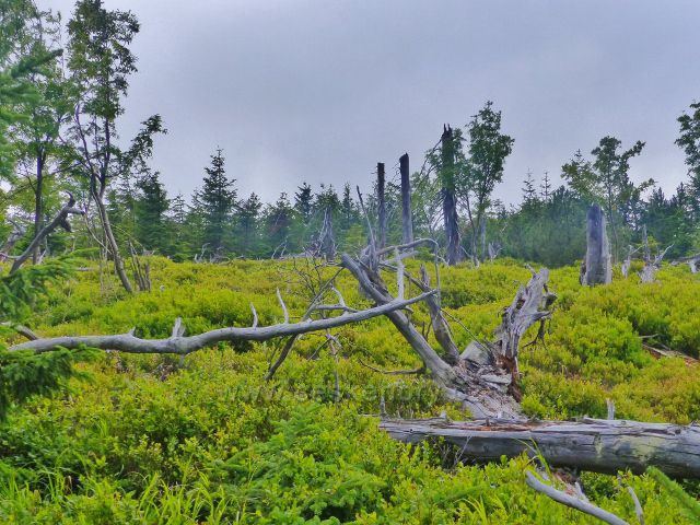 Malá Úpa - podrost borůvky u stezky po Pomezním hřebenu nad ski areálem U Kostela" v Malé Úpě