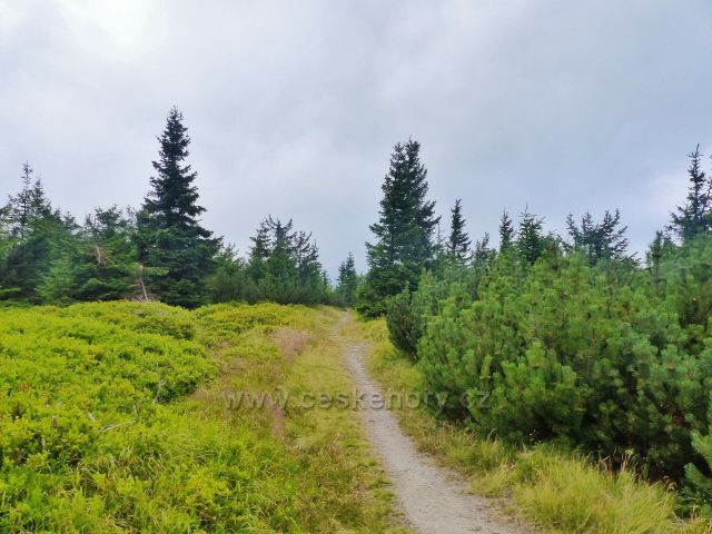 Malá Úpa - Borůvka a kleč jsou stálými průvodci stezky z Lysečinské hory k Pomezním boudám