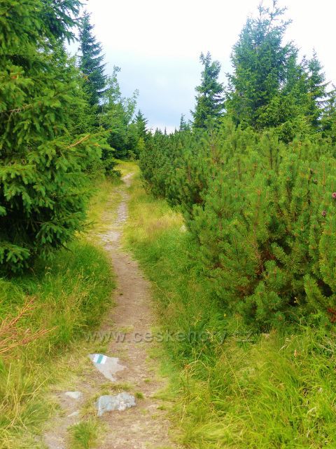 Malá Úpa - hraniční cesta ing. Nováka po zelené TZ k Pomezním boudám