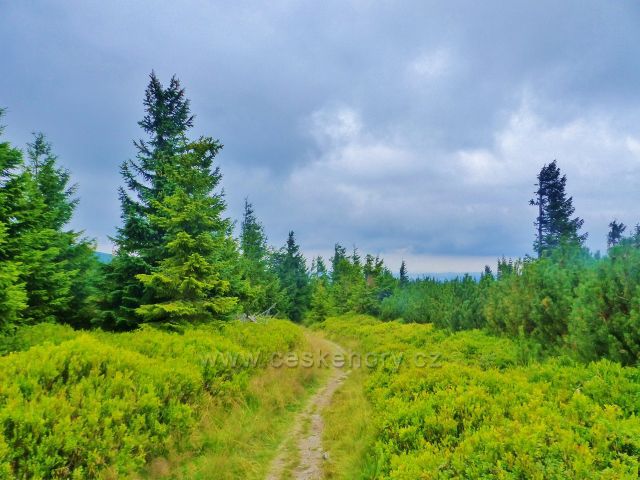 Malá Úpa - borůvčí provází hraniční cestu po zelené TZ po celém úseku jejího sestupu k Horní Malé Úpě