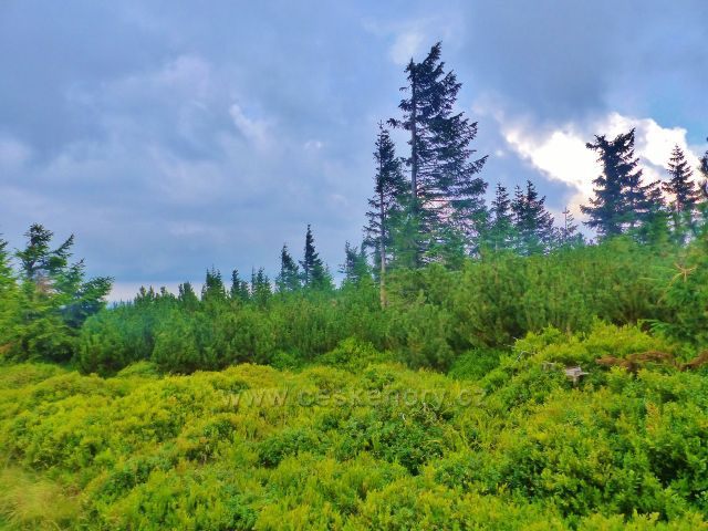 Malá Úpa - stejně tak tomu je i s klečí podél hraniční stezky po Z\elené TRZ