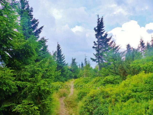 Malá Úpa - hraniční stezka po zelené TZ na v dolní části Pomezního  hřebenu