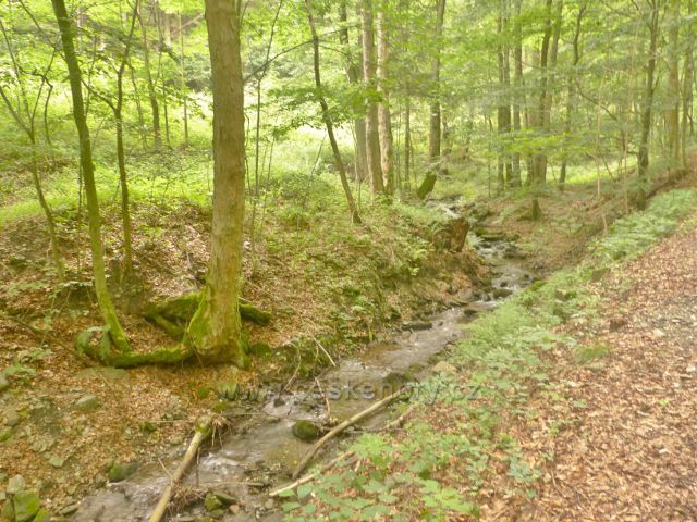 Žacléř - Sněžný potok. Pramení v Rýchorách na úbočí Dvorského lesa nad Černou roklí v lokalitě Sněžné domky