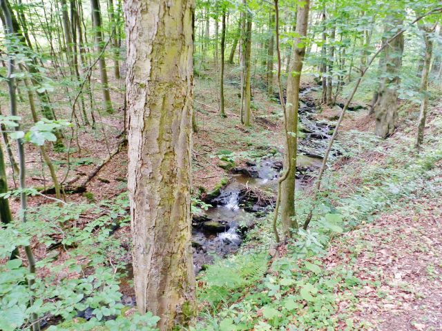 Žacléř - Sněžný potok podél cesty k horské chatě Ozon
