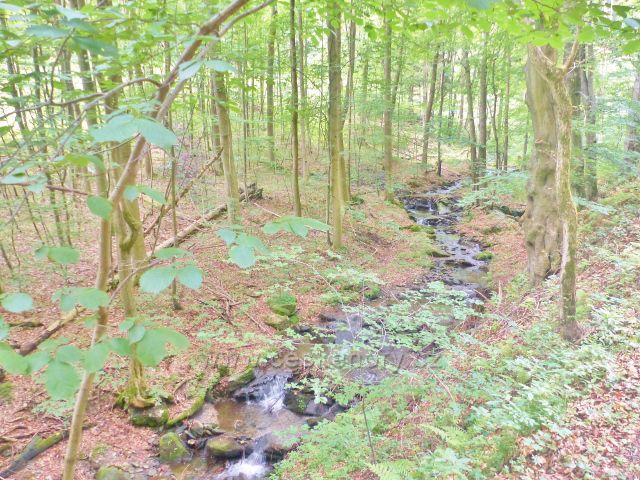 Žacléř - Sněžný potok