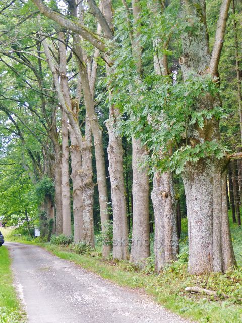 Žacléř - pozůstatek staré aleje u rýchorské silničky před horskou chatou Ozon