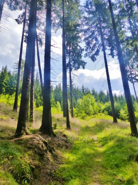 Žacléř - cesta po žluté TZ od chaty Ozon k Bílému kříži