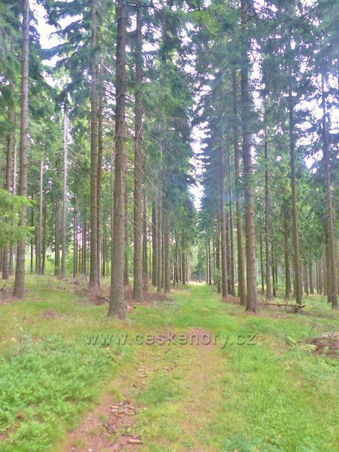 Žacléř - cesta po žluté TZ od chaty Ozon k Bílému kříži
