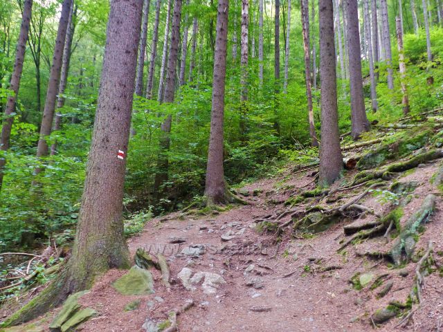 Semily - Riegrova stezka nad Jizerou má v mnoha místech charakter lesní stezky