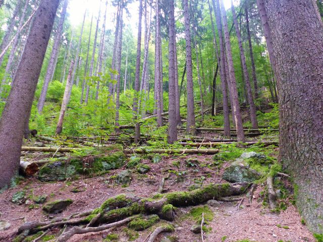 Semily - svah nad Riegrovou stezkou v PR Údolí Jizery jeví známky bezzásahové zóny