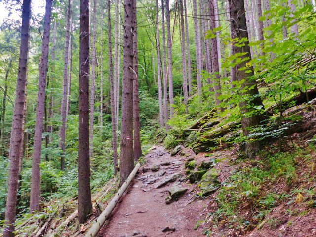 Semily - Riegrova stezka ve svahu nad Jizerou vede po červené TZ