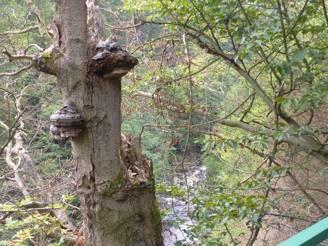 Semily - Riegrova stezka. Jizera pod Bohmovou vyhlídkou