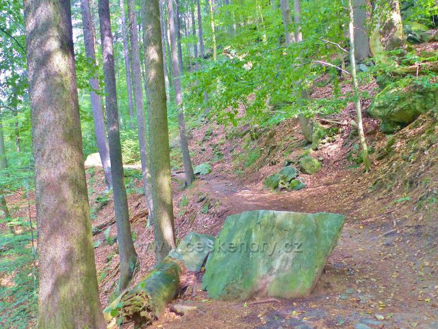 Semily - Riegrova stezka za  skalním tunelem pokračuje vzrostlý smrkovým porostem