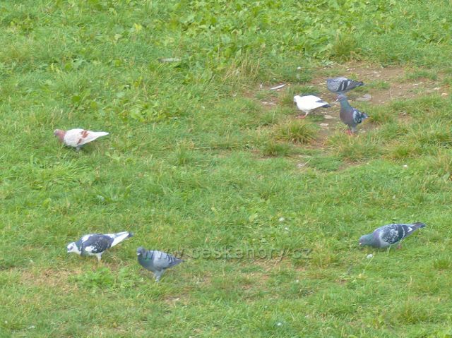 Železný Brod - holubi u Jizery