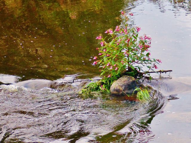 Netýkavka žlaznatá na Jizeře pod splavem