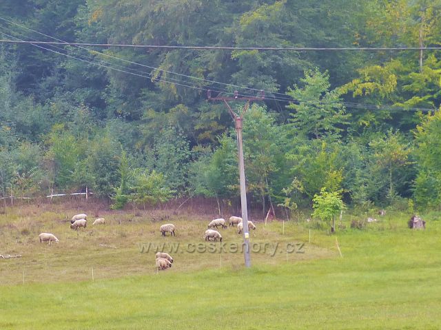 Železný Brod - pastva ovcí na Závodí