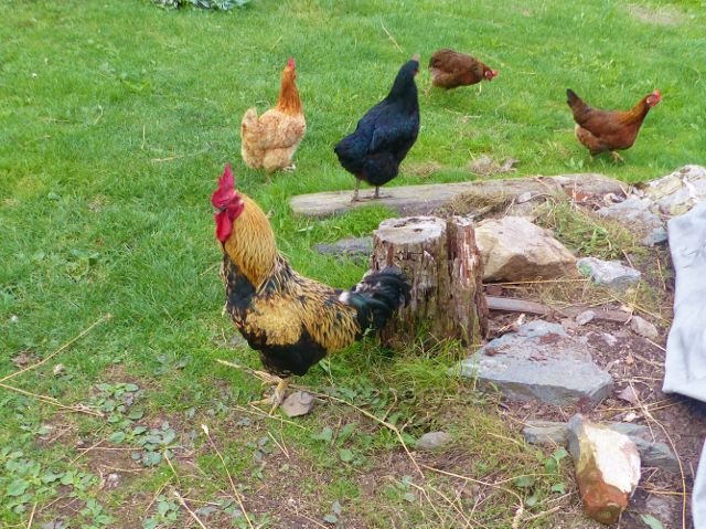 Železný Brod - slepice s kohoutem na Závodí