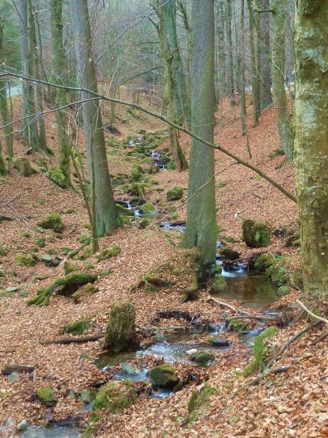 Kletno - potok Klešnica nad Medvědí jeskyní