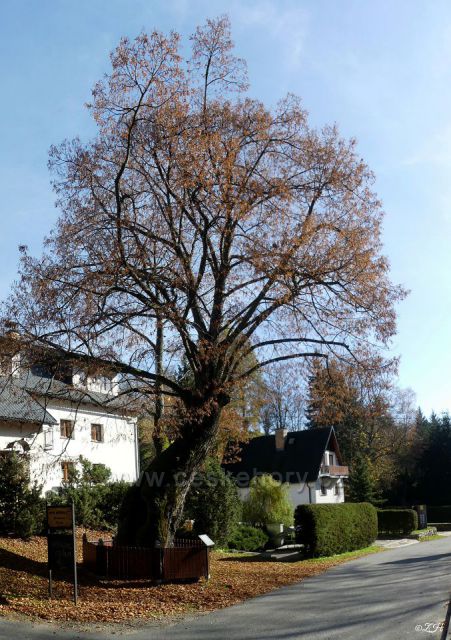 Významný strom, 500let stará lípa malolistá