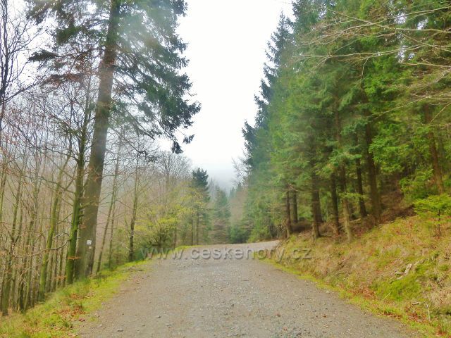 Kletno - trasa po žluté TZ před rozcestím pod sedlem Sniežnická