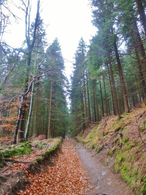 Kletno - cesta po žluté TZ ke schronisku Na Sniežniku
