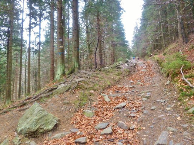 Kletno - cesta po žluté TZ ke sachronisku Na Sniežniku