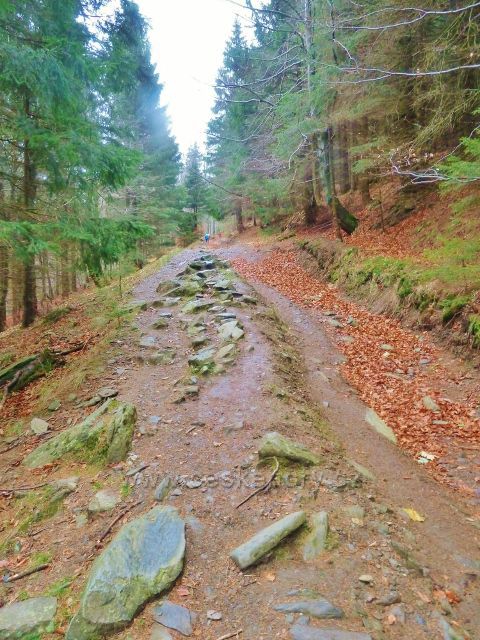 Kletno - cesta po žluté TZ k sedlu Sniežnická