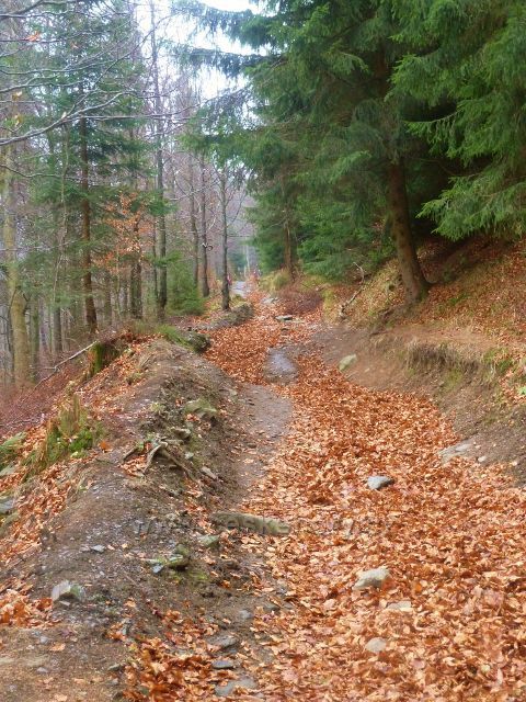 Kletno - cesta po žluté tz k sedlu Sniežnická