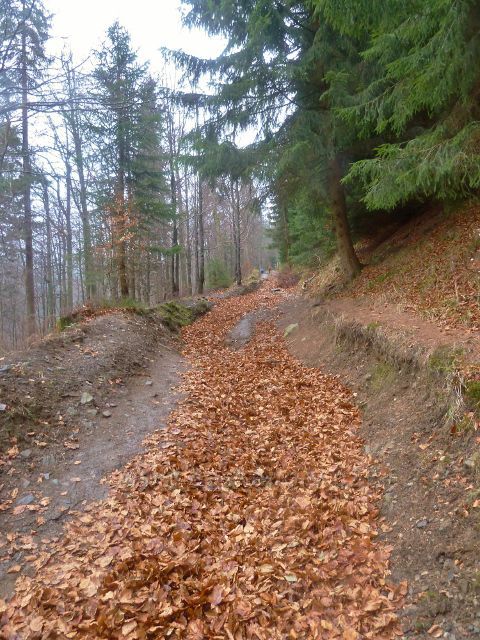 Kletno - cesta po žluté TZ k sedlu Sniežnická