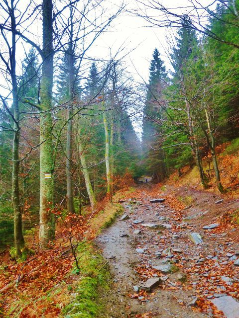 Kletno - cesta\ po žluté TZ k sedlu Sniežnická