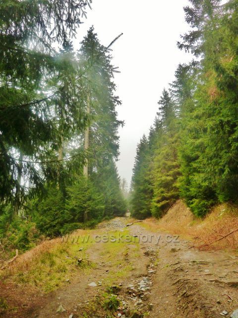 Kletno - cesta po žluté TZ k sedlu Sniežnická