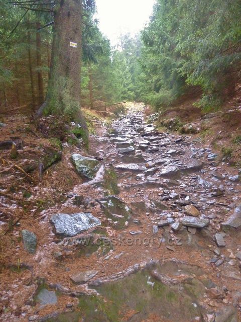 Kletno - cesta po žluté Tz ke schronisku Na Sniežniku pod sedlem Sniežnická