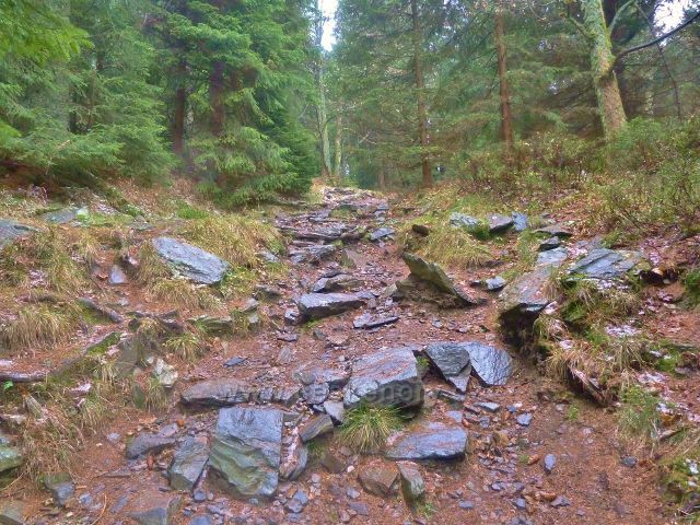 Kletno - cesta po žluté TZ ke schronisku Na Sniežniku pod sedlem Sniežnická
