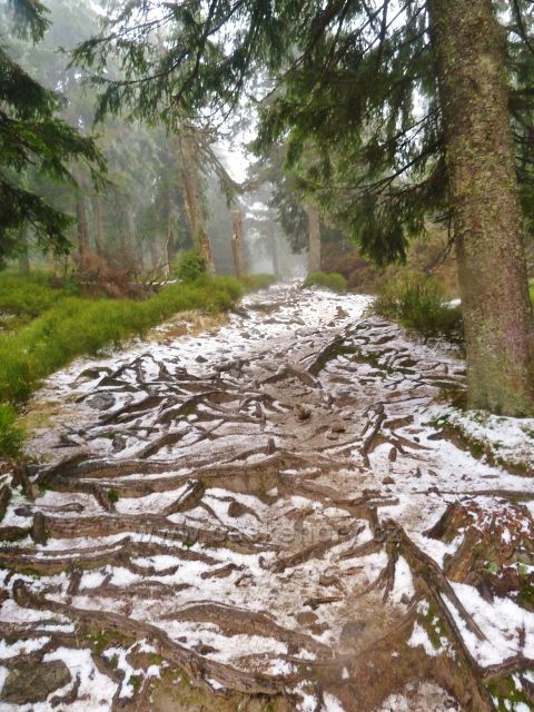 Po zelené TZ na vrchol Králického Sněžníku
