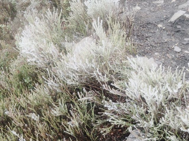 Králický Sněžník - ledové borůvčí