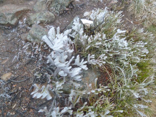 Králický Sněžník - námraza pod vrcholem