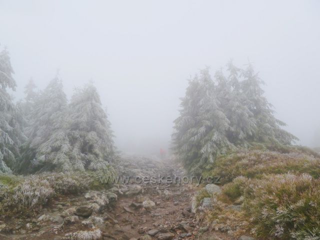 Králický Sněžník - mlha a námraza pod vrcholem