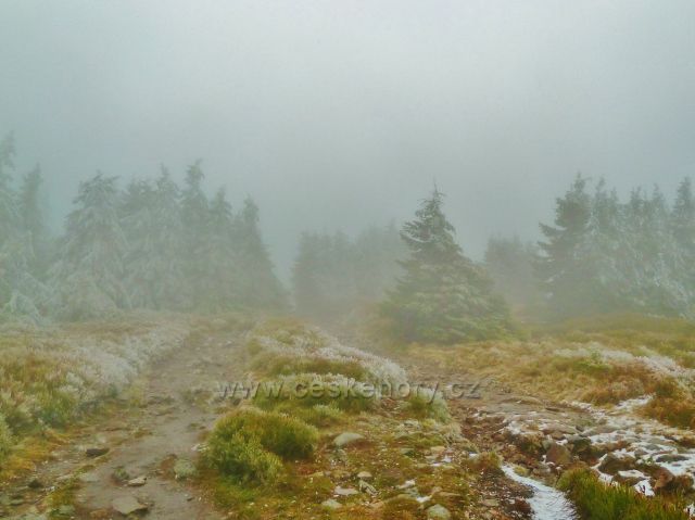 Pod vrcholem Králického Sněžníku