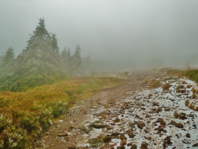 Pod vrcholem Králického Sněžníku