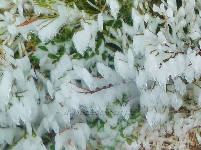 Králický Sněžník -borůvčí v ledové krustě