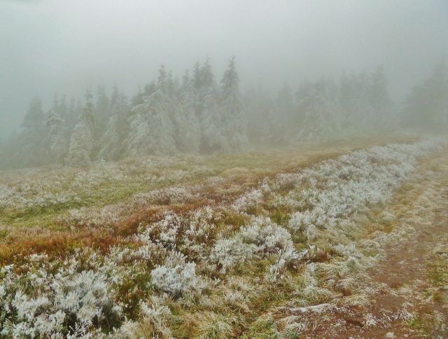 Pod vrcholem Králického Sněžníku