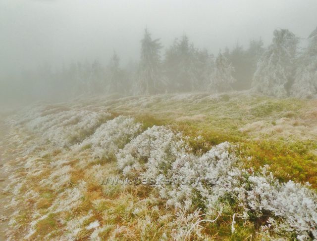 Pod vrcholem Králického Sněžníku